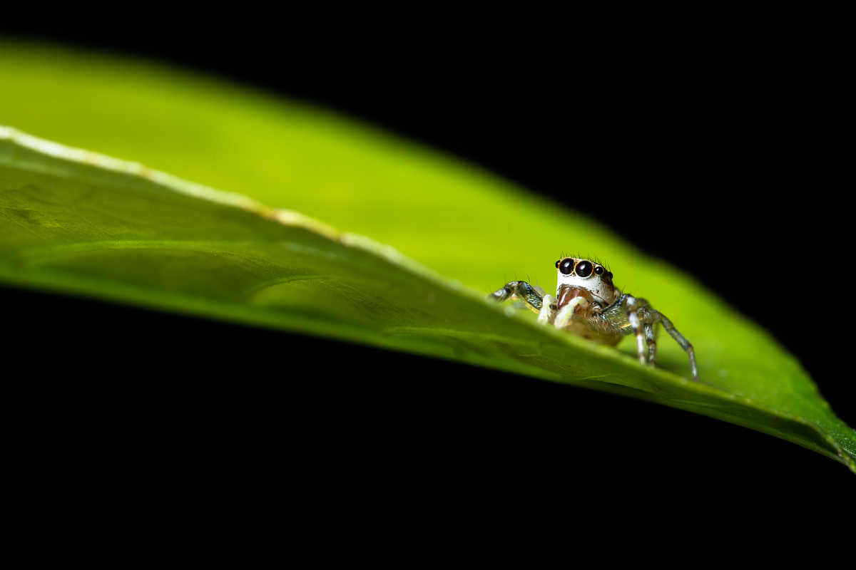 macro insects and animals