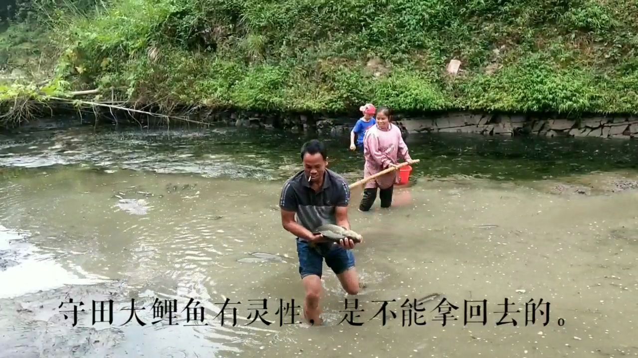看看侗家人的高山鱼,原来是这样的