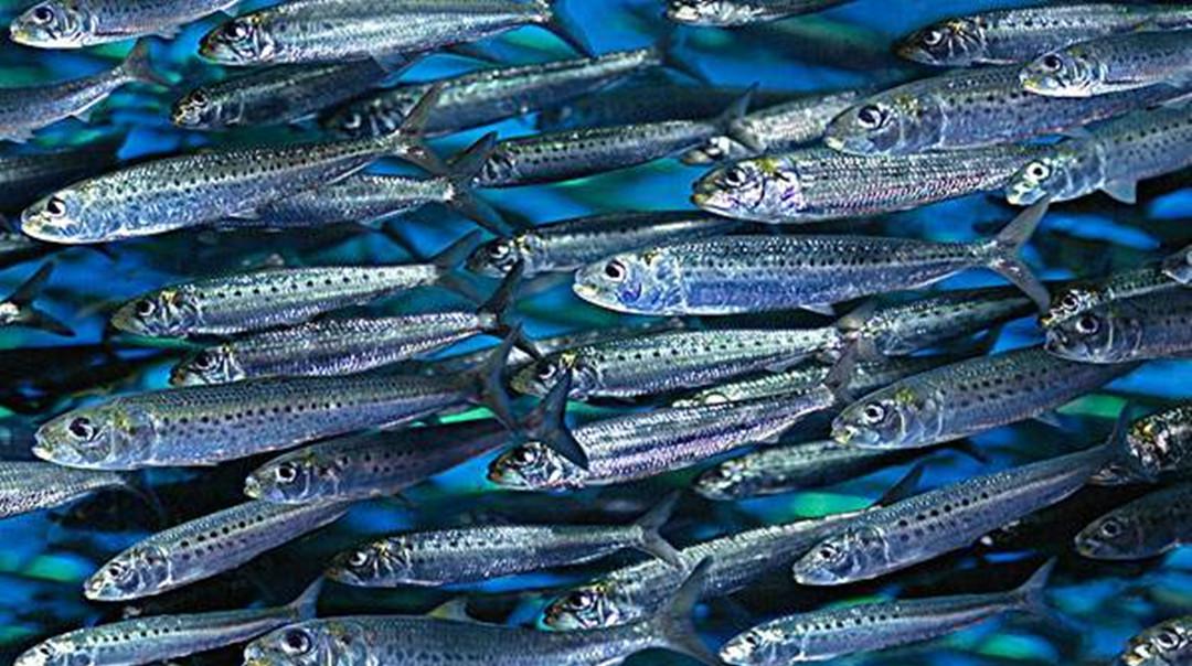 一分钟了解沙丁鱼