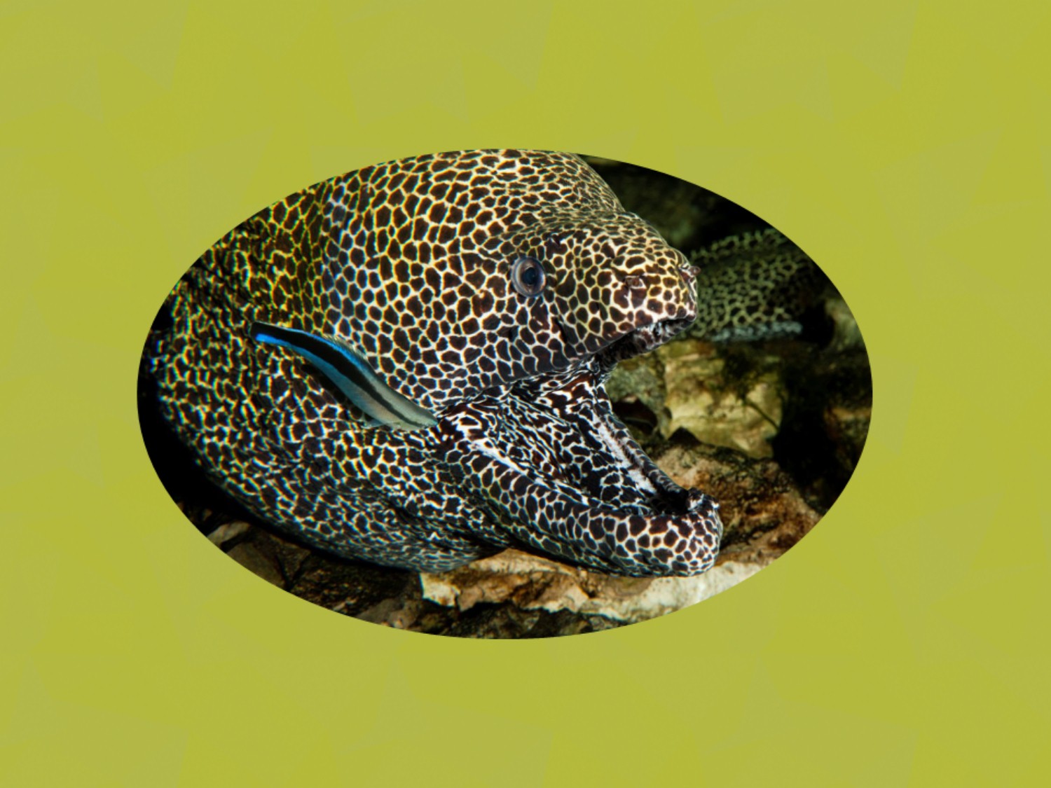 海鳝:分布于热带和亚热带海洋