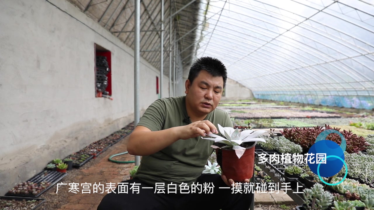 这个多肉植物可以完美度夏,盆底放上点这个东西保证生长很好