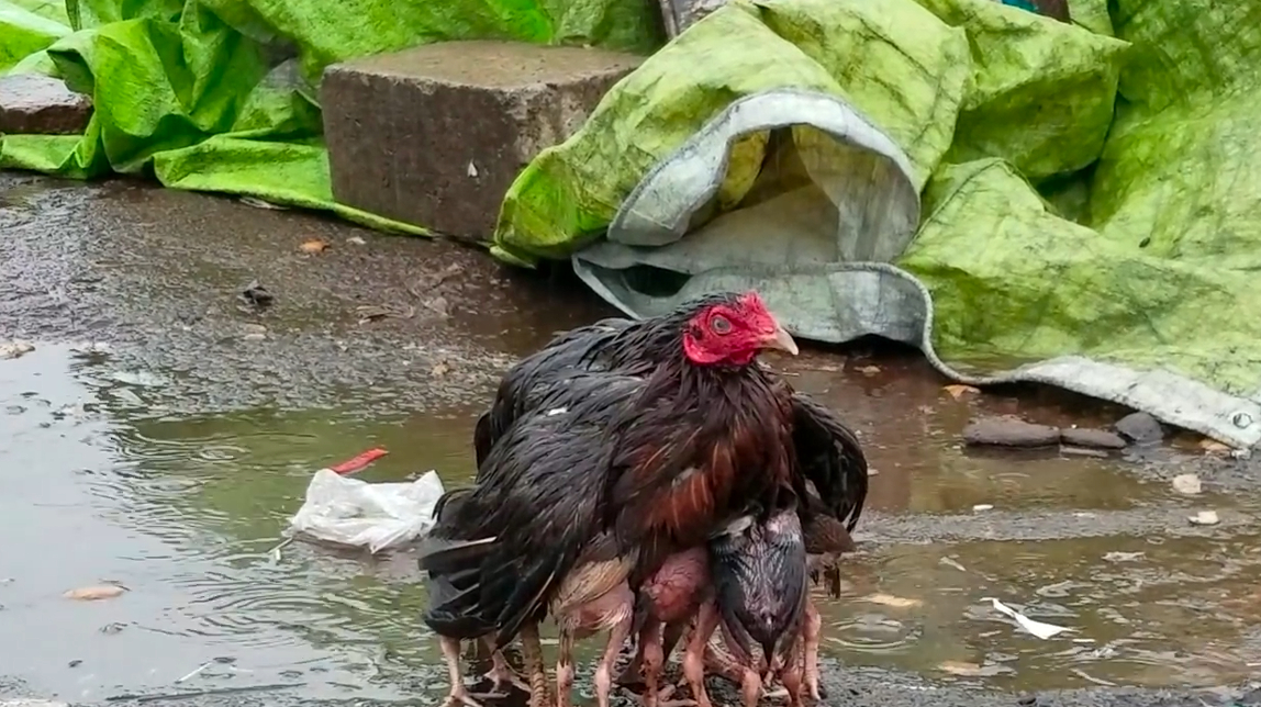 伟大的母爱!母鸡为保护风雨中的小鸡,用自己的身体作为掩体!