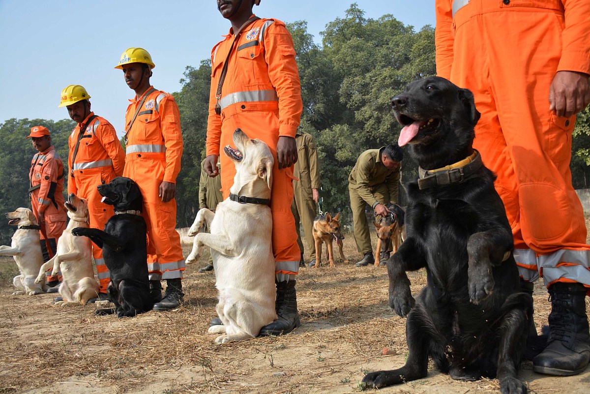 假设地震发生了以您对工作犬的了解您认为工作犬在搜救方面还能承担什么样的角色？