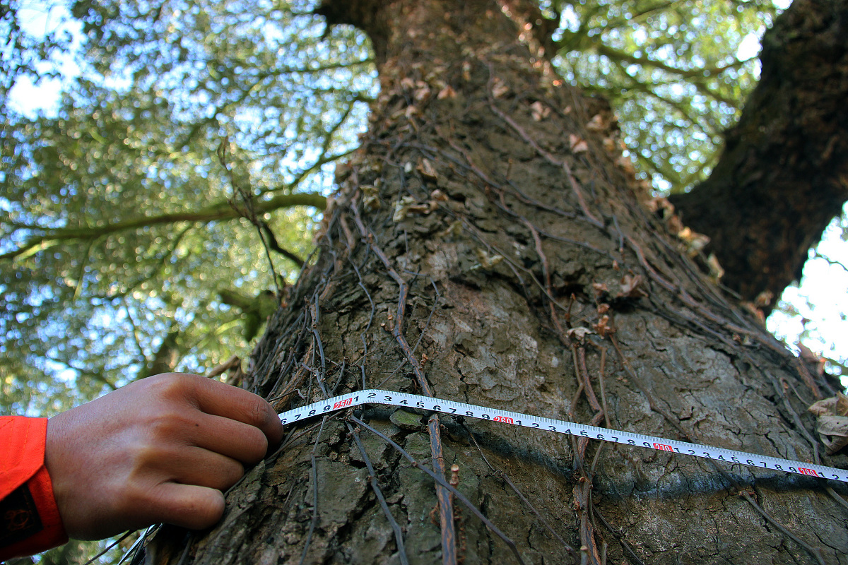 一块黑板的周长是11