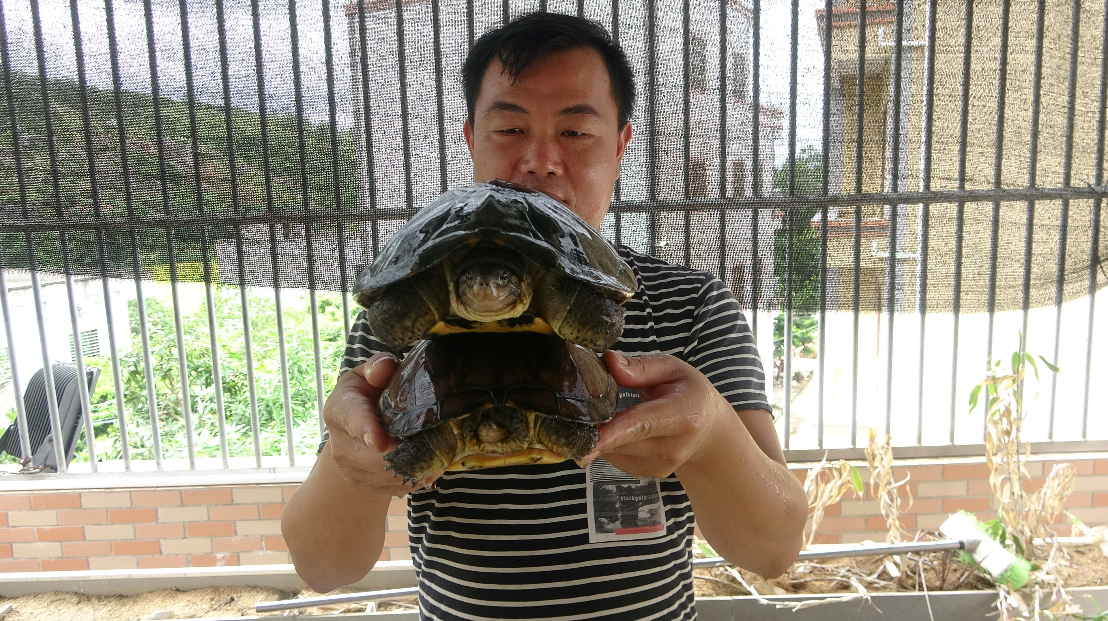 屋顶养殖几百只石金钱龟,小伙说这个很好养,每一只都生龙活虎的