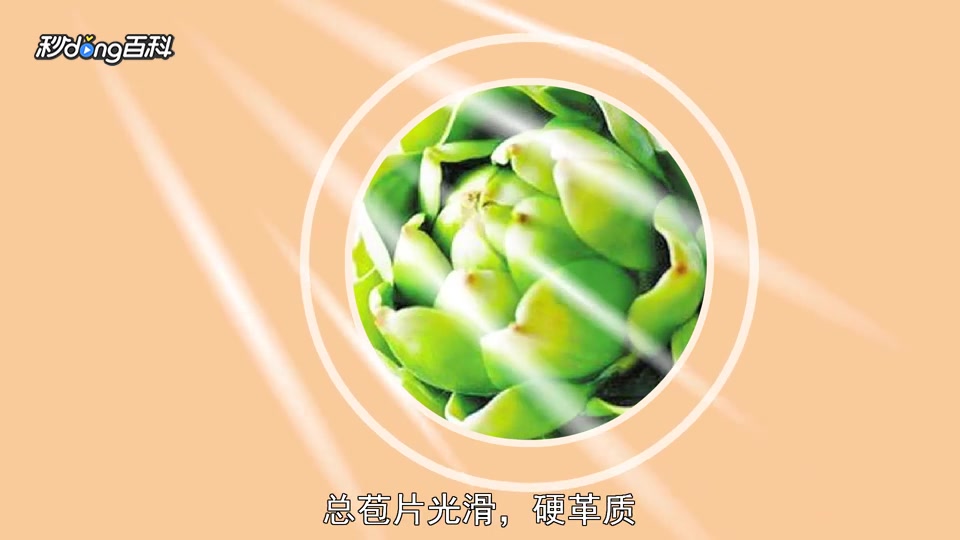 原来朝鲜蓟长这样