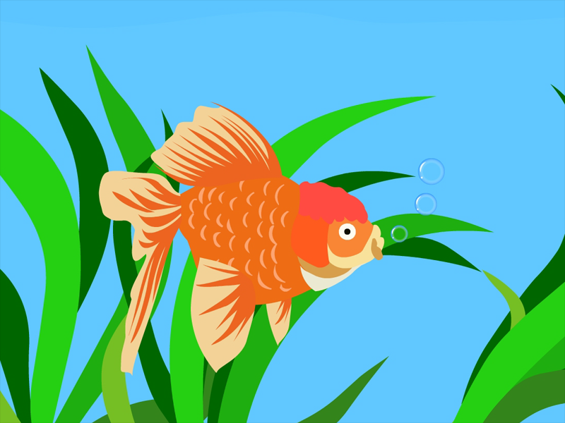 金鱼为什么吐泡泡?