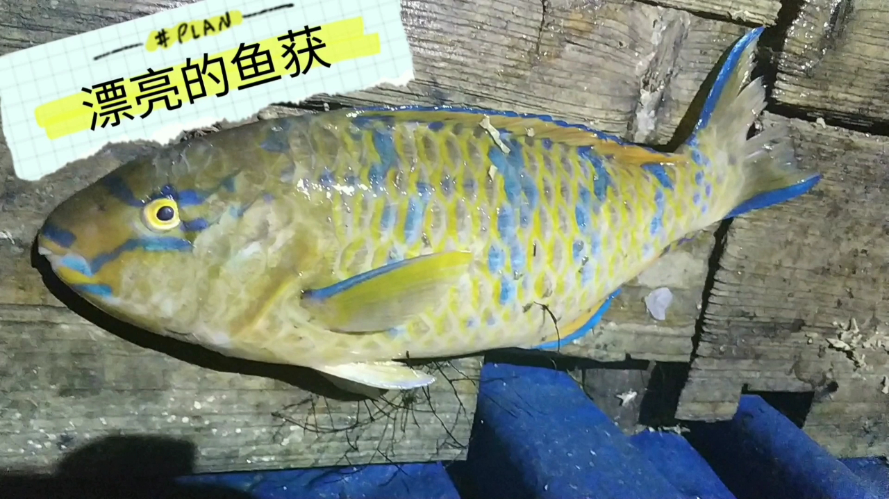 彪哥外海深夜里捕鱼,捕获好几种不知名漂亮的鱼,有知道学名的吗