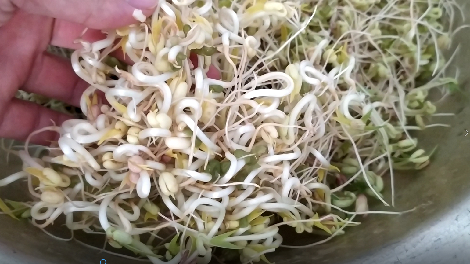 自制豆芽菜!以后还用再去买豆芽吗?