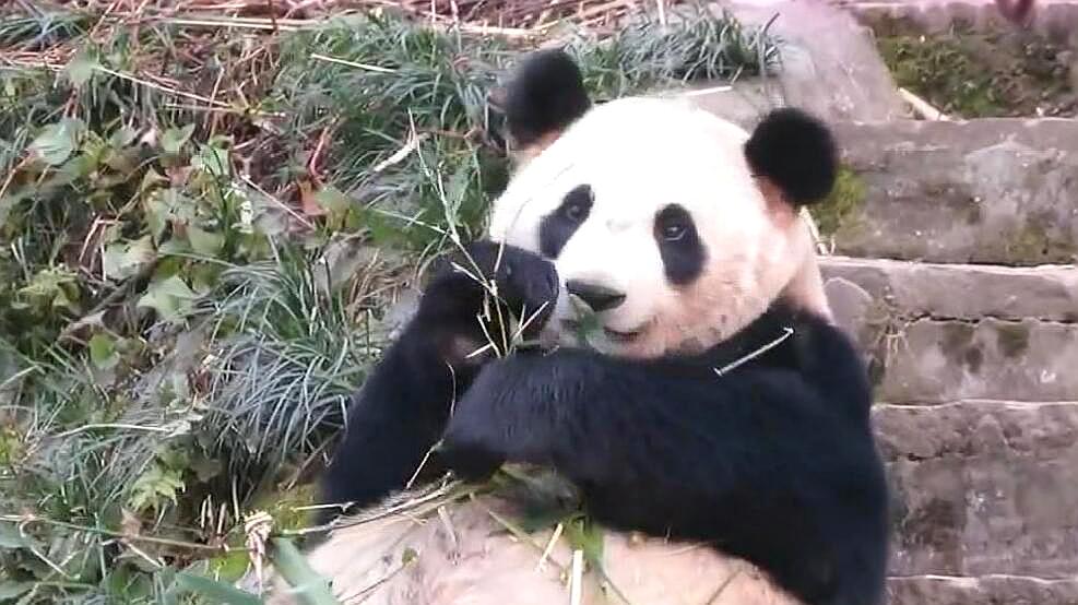 [图]熊猫姐弟组团卖萌画风大不同,乔伊好淑女,乔梁爬树打滚很调皮