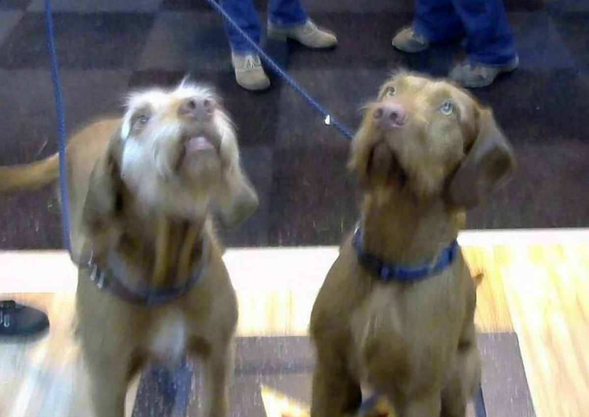 当地时间2015年3月5日,英国伯明翰,crufts dog show狗展开幕,展览上现