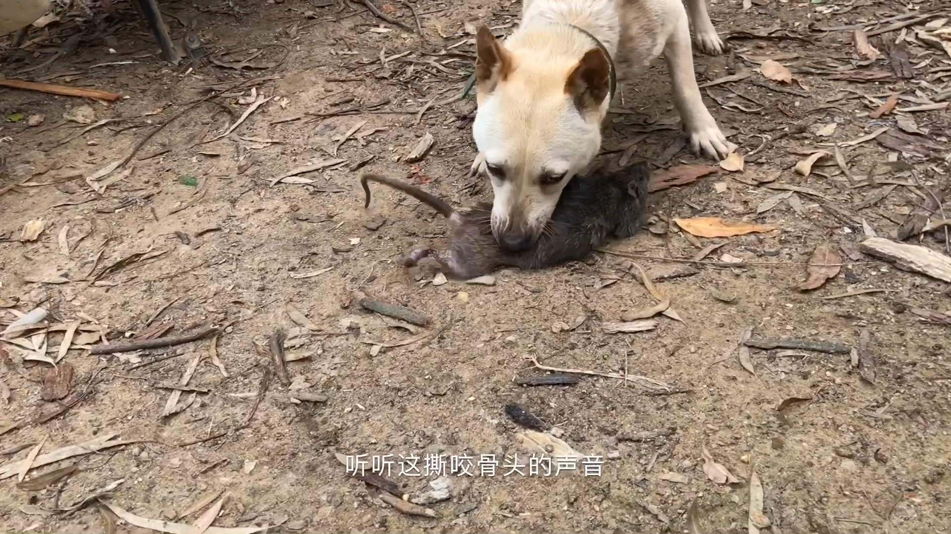 老鼠偷咬小鸡的下场,狗狗下口不是一般狠