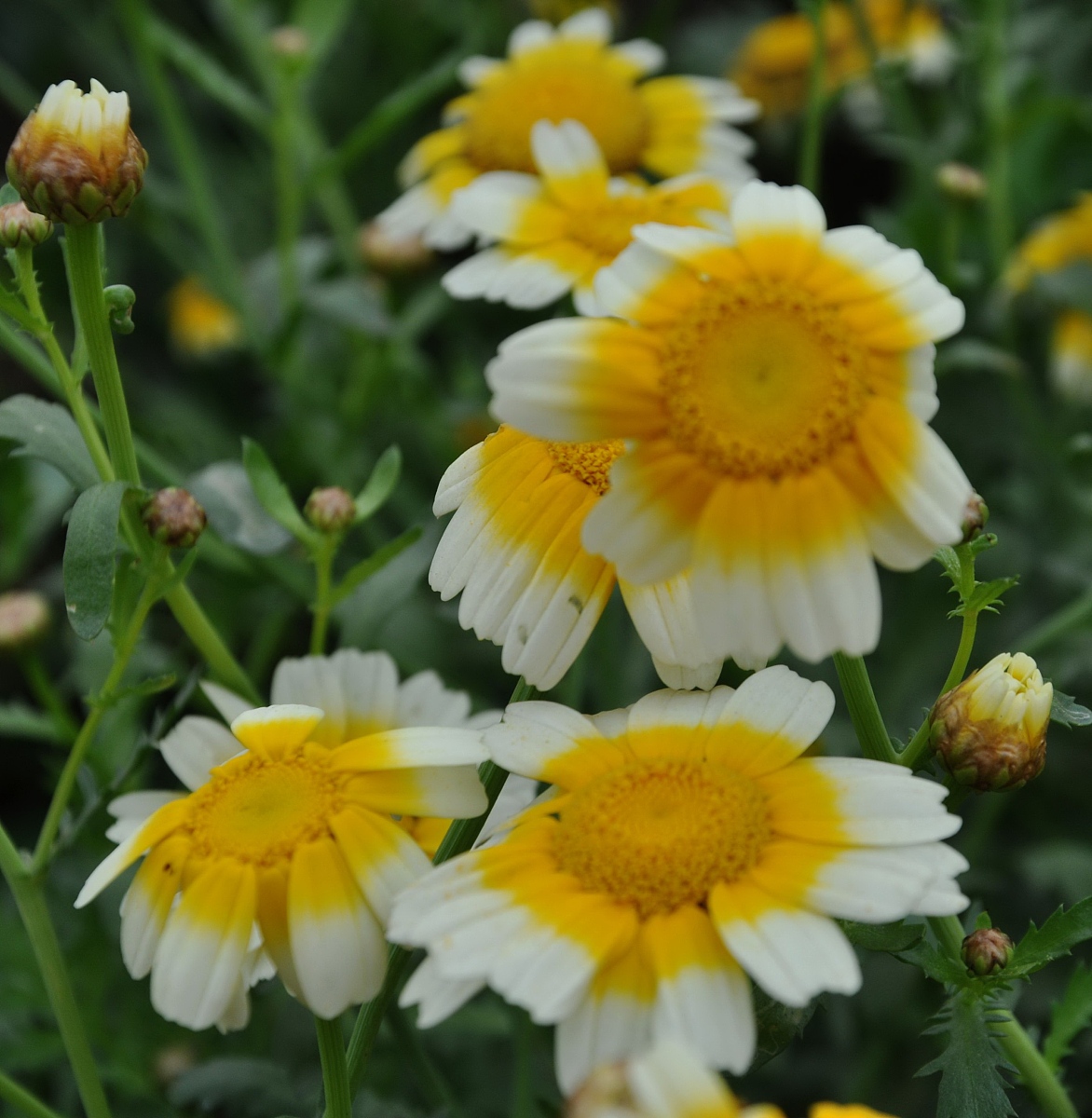***_***2010年3月27日,江西遂川,美丽的<strong>茼</strong>稾花.