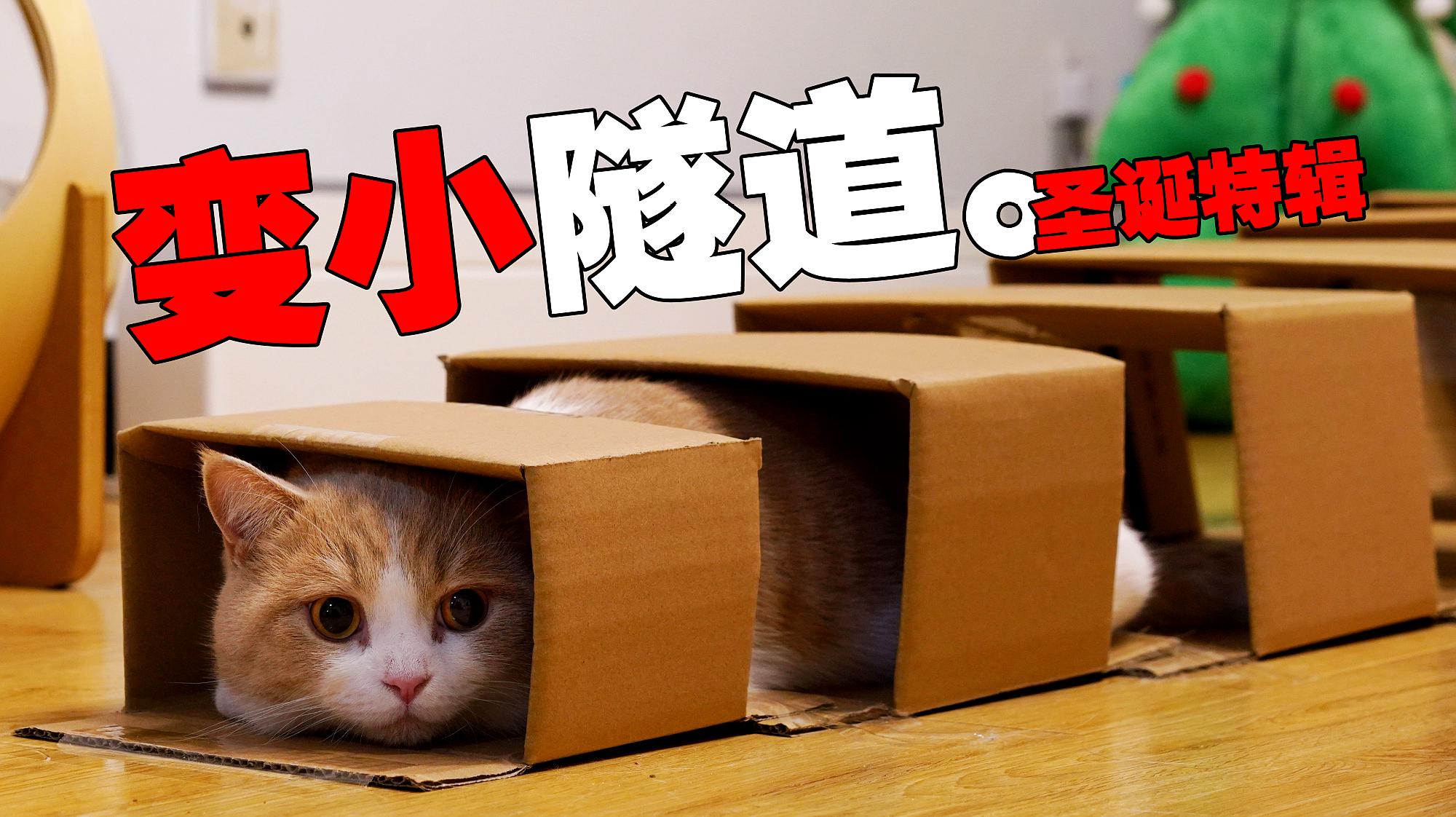 [图]猫能钻进小自己很多倍的纸箱吗？！