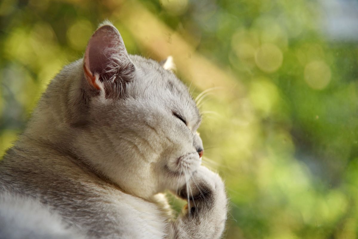 2019年8月6日 ,浙江湖州市,宠物猫睡觉的时候非常可爱.