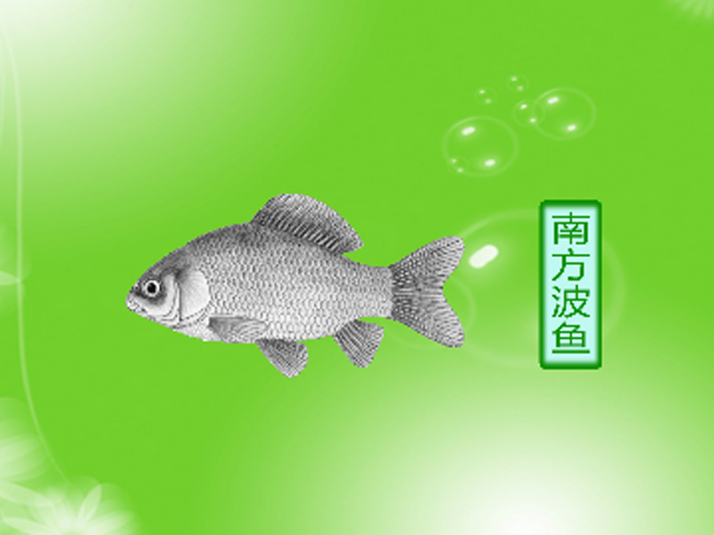 南方波鱼:鲤科波鱼属的鱼类