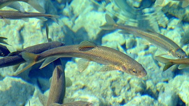 抖音现烹煮二级保护动物湟鱼视频,渔政:已联系网警