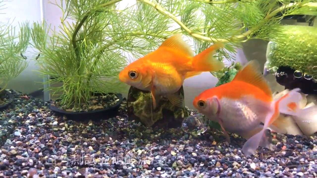 怎样养孔雀鱼才能养的更好不会死呢?新手必看篇