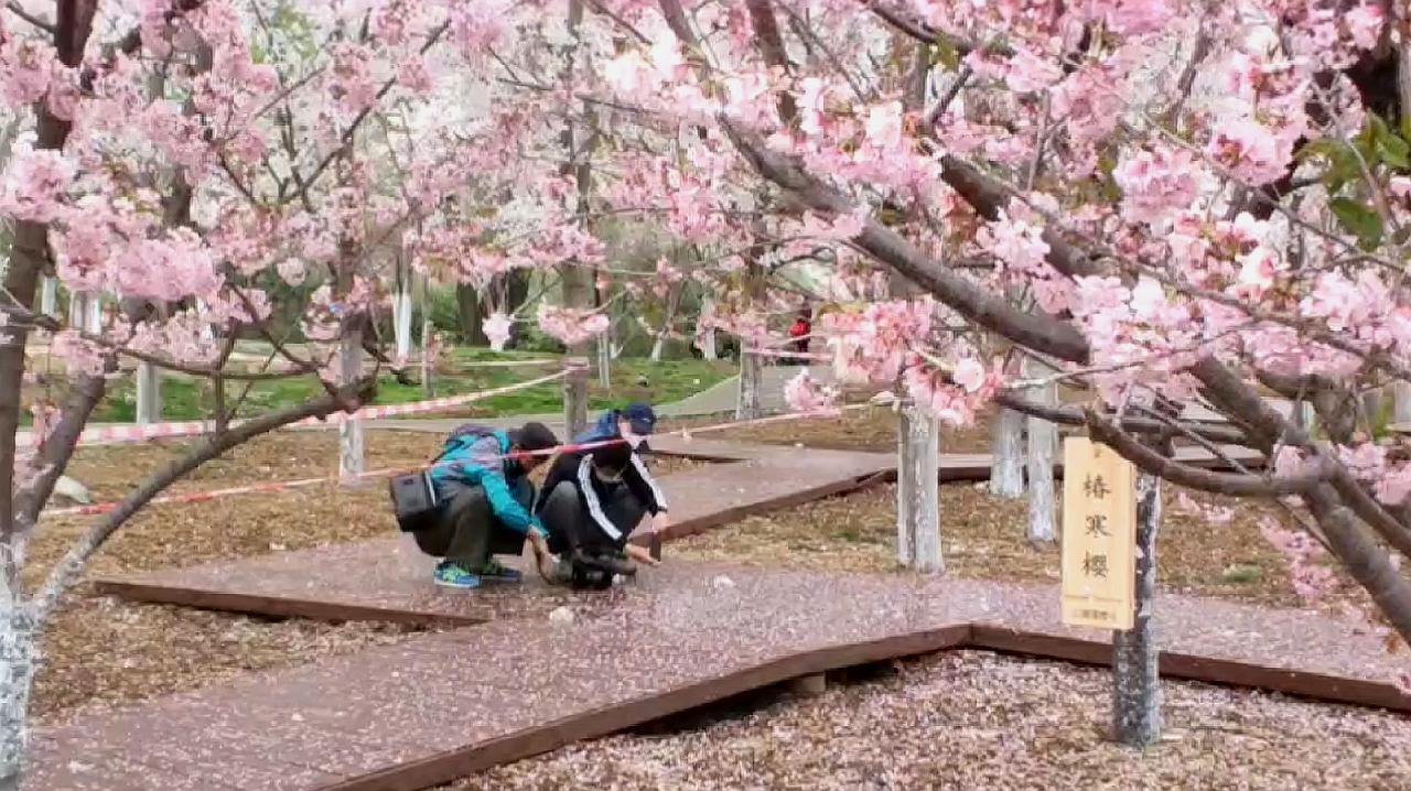 [图]北京玉渊潭樱花盛开遇风雨 花瓣飘落铺满地