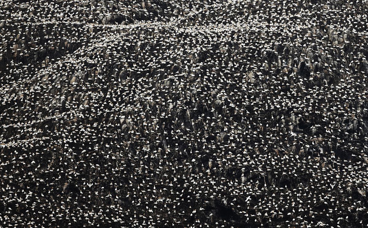 当地时间2014年6月8日,英国,繁殖季节即将来临,作为世界上最大的塘鹅