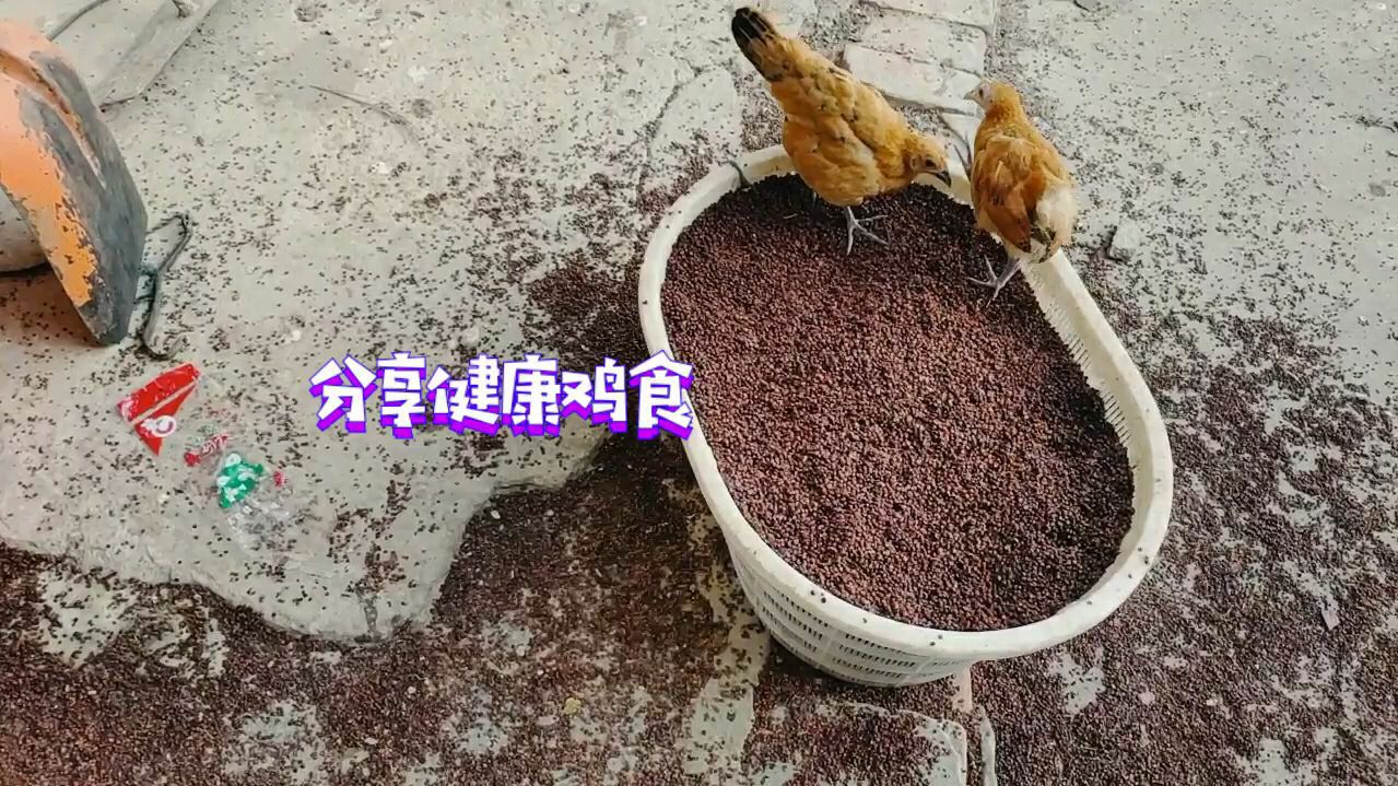农村散养土鸡不仅要注意鸡的营养健康,还得控制养殖成本