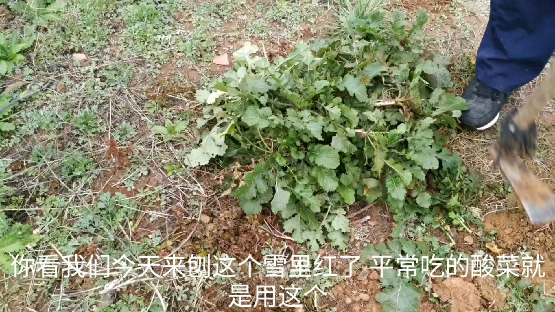 梅菜扣肉的梅菜就是雪里红?在农村随处可见,1小时挖了一袋子