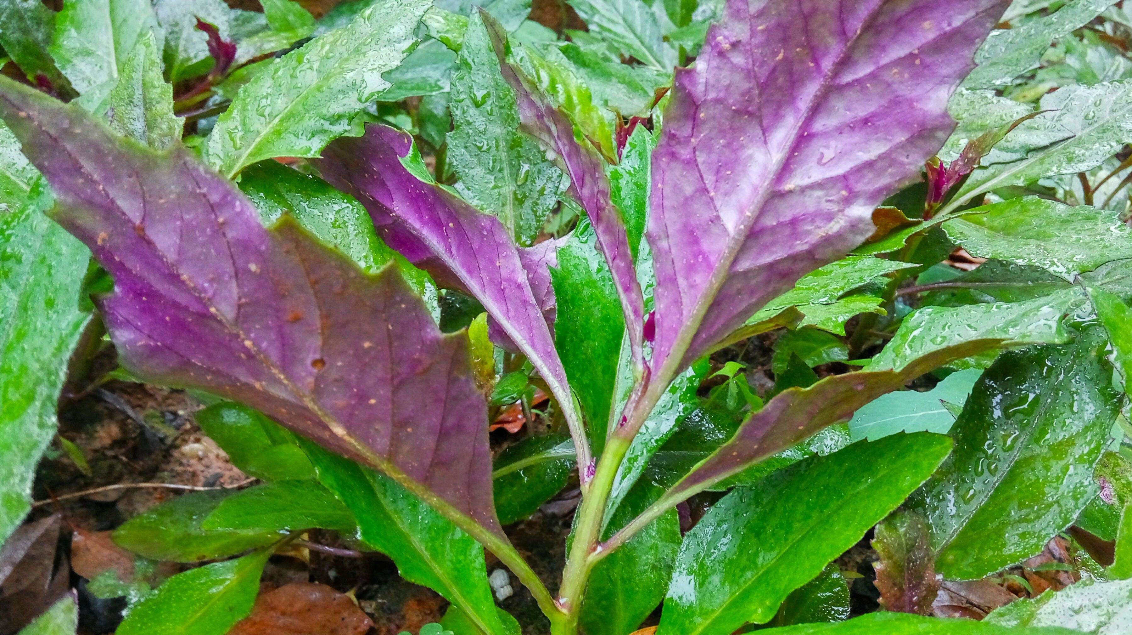 农村里经常吃的血皮菜,为什么医生说最好别吃了?看完转给身边人