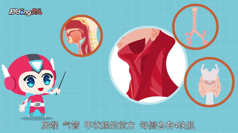 颈肌的组成。