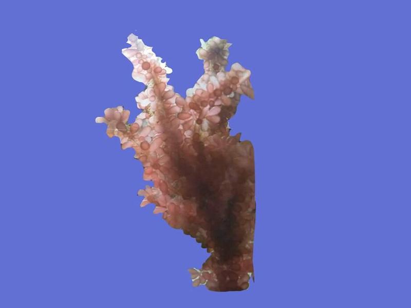 「秒懂百科」原来果丝藻长这样