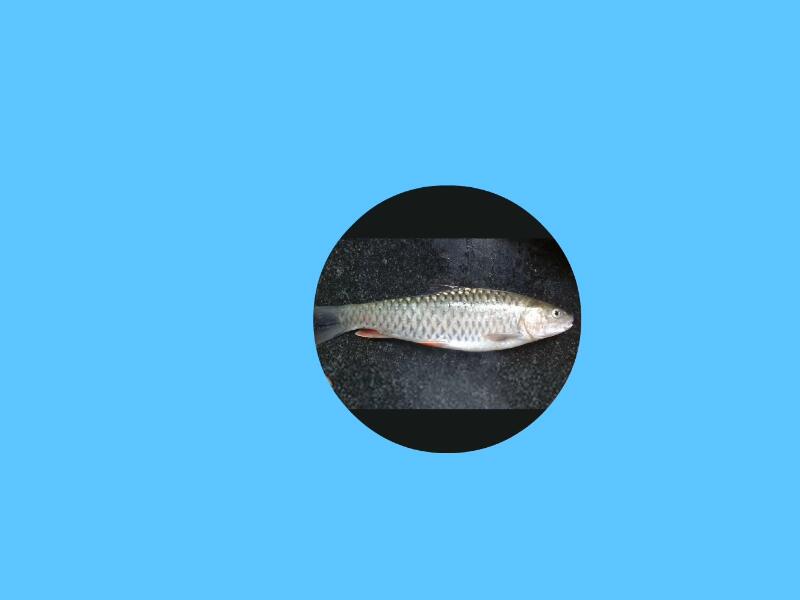 光鱼:生长于海水中