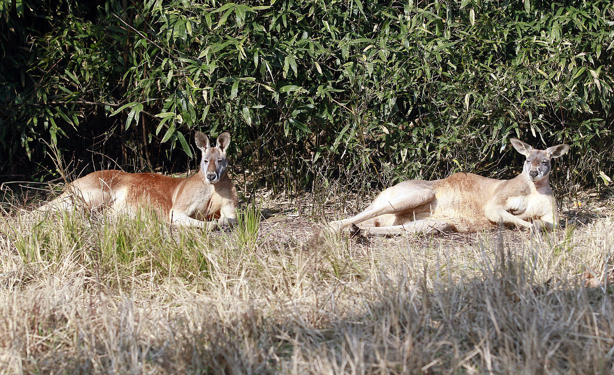 一个小学生 写一篇800字的去太原动物园参观的作文今天是个特别的日子我们小学生们要去太原动物园参观啦！我早早地起床洗漱穿好衣服等待着老师来领我们出发。一路上我和同学们兴奋不已互相谈论着各种动物讨论着自己最喜欢的动物。我最喜欢的是大熊猫因为它的样子太可爱了圆圆的脸颊、柔软的毛发、憨态可掬的模样让人非常想抱抱它。终于到了动物园我们都跃跃欲试地进去了。在门口我们先看到了两只巨大的狮子雕像十分壮观
