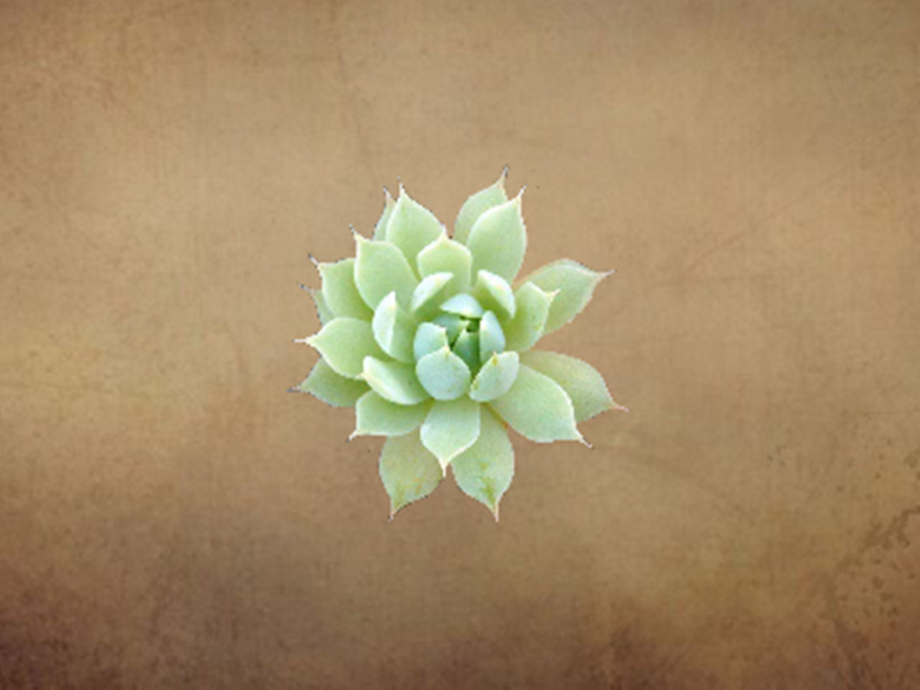 原来蔓莲长这样