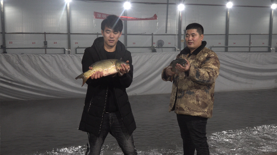 百场黑坑系列之大棚篇第一集,冬钓要学会怎么锚鱼否则必空军