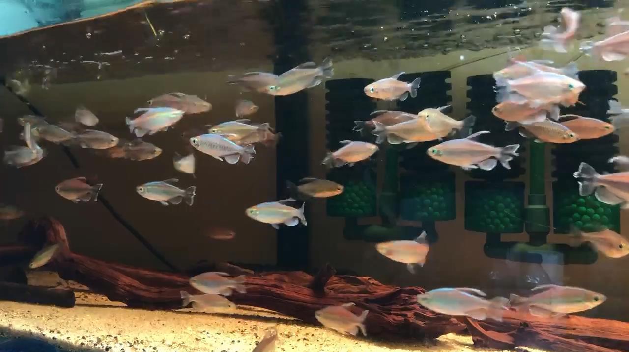 刚果美人鱼,养的心累,吃灯科鱼和黑壳虾,还咬神仙鱼的鱼鳍