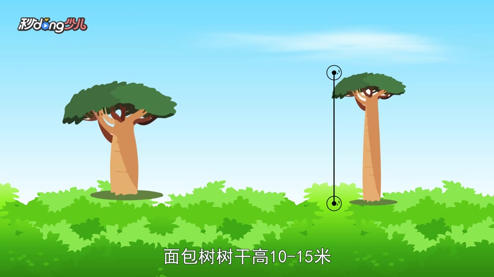 「秒懂少儿」猴面包树和面包树一样吗?