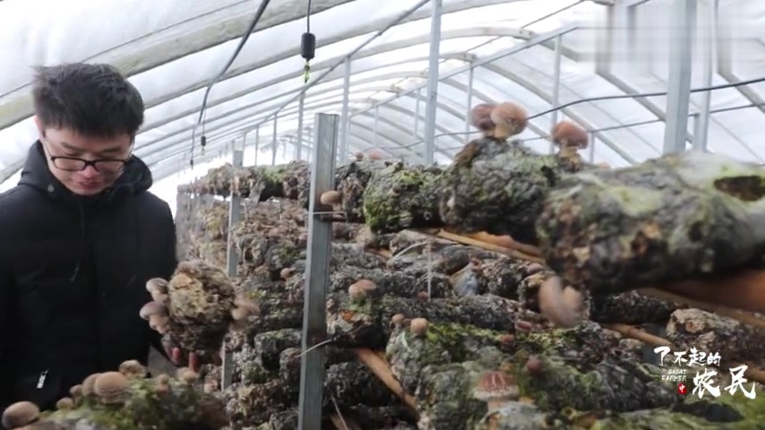 香菇内含有甲醛?为啥这种“毒品”越吃越健康?听听专家怎么说