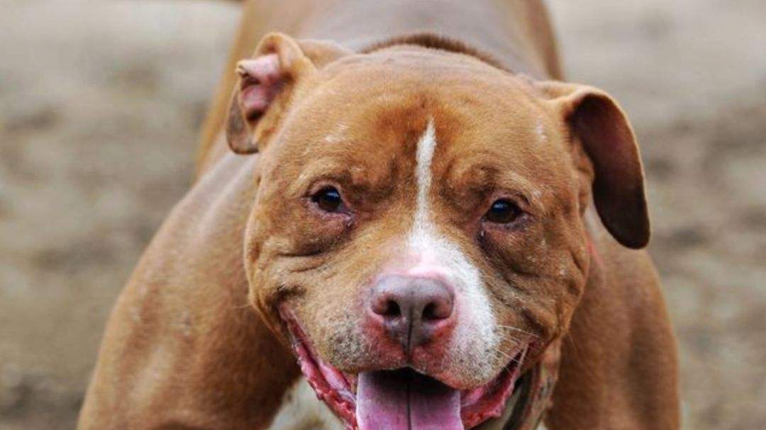 美国的这种狗,全身肌肉爆发力惊人,是世界上最凶猛的狗