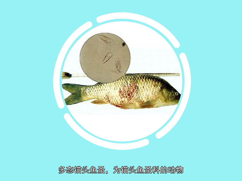 多态锚头鱼蚤