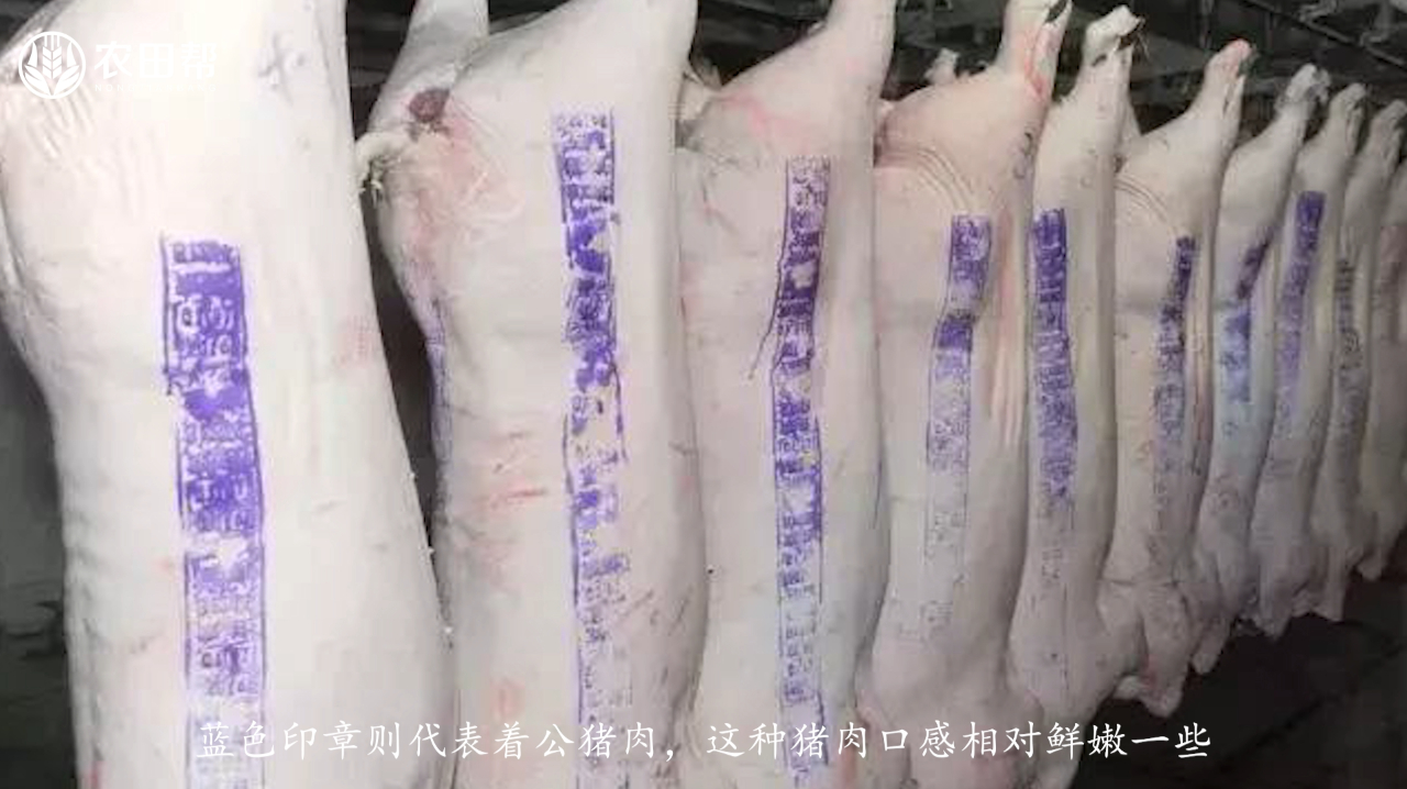 关于猪肉上面的红章和蓝章代表什么?原来是这样?你知道吗?