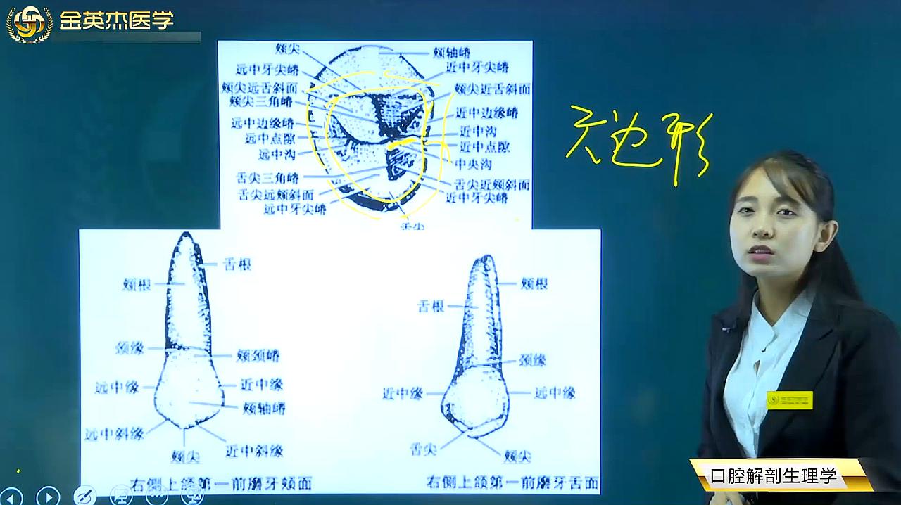 [图]口腔知识02口腔解剖生理学02牙齿外形及意义02恒牙外形及解剖02