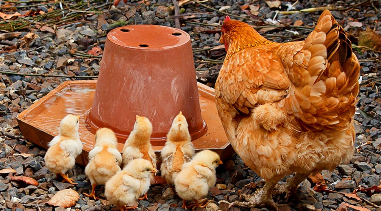 超市平常销售的黄羽鸡和白羽鸡,究竟有什么样的区别呢?