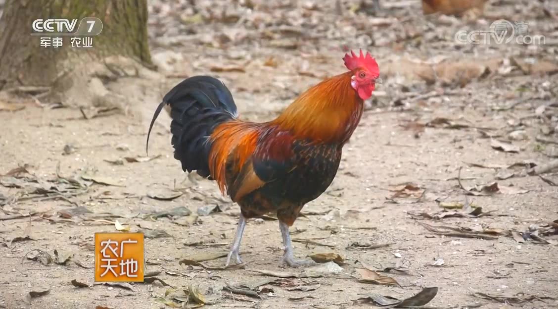 农广天地:琼中山鸡不仅奔跑速度快,睡觉的方式与其它的鸡大不同