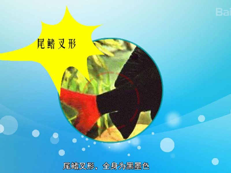 黑鲨:亚洲河鱼的名称
