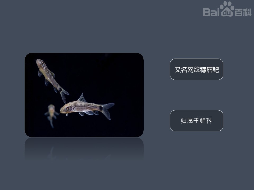 小猴飞狐:学名网纹穗唇鲃