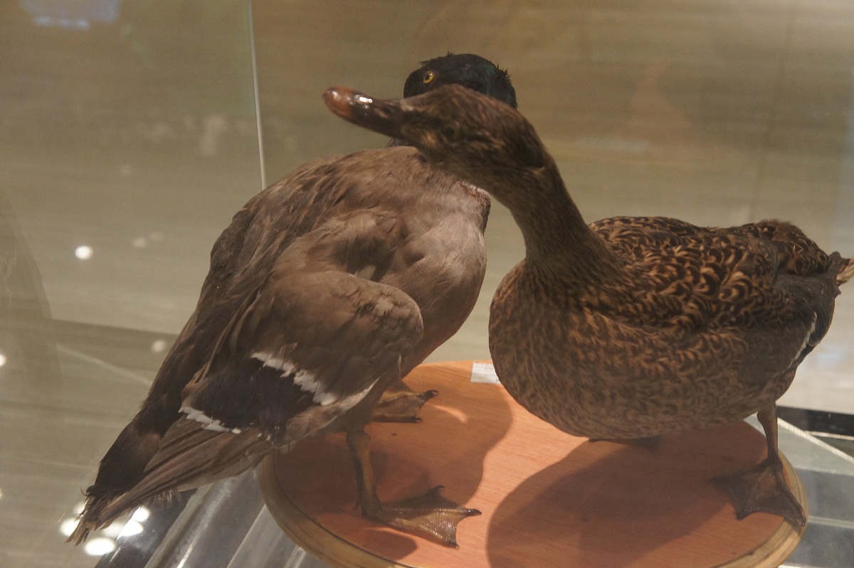 蚌埠市2021年招生简章发布！小学、初中、高中招生政策全解读