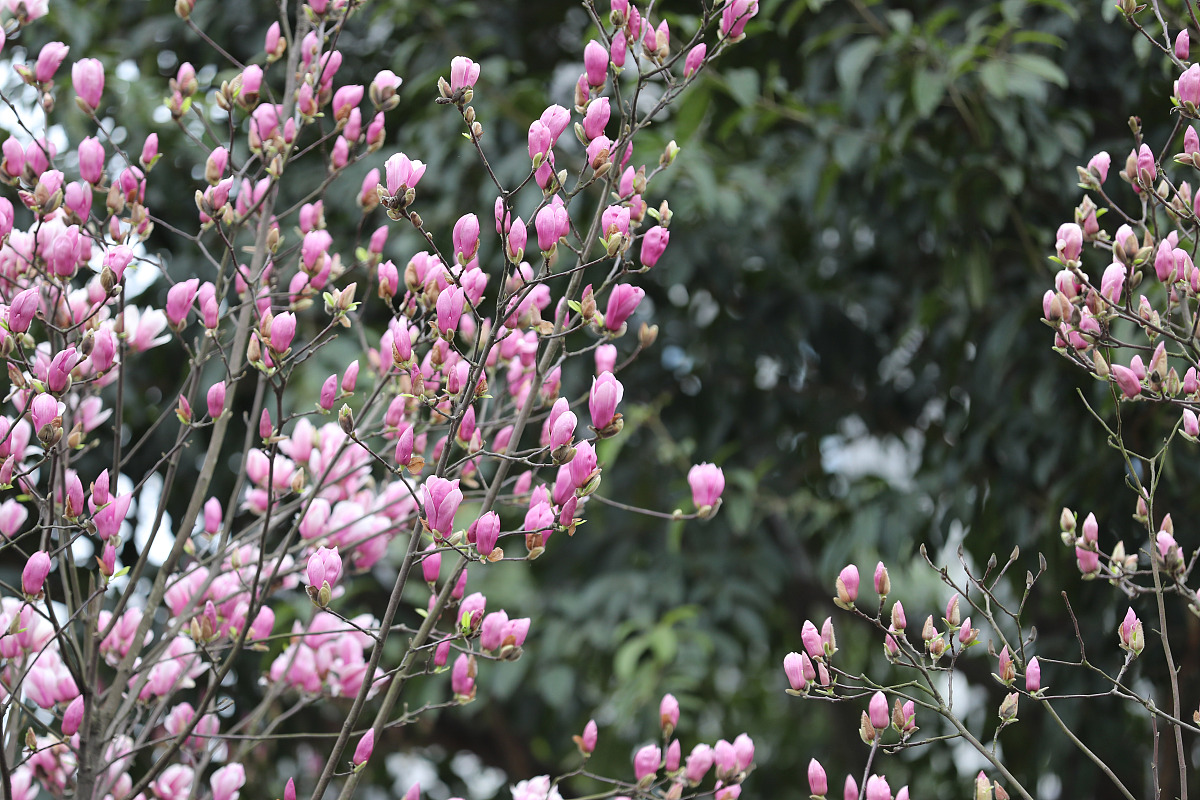 大连商务职业学院国际贸易实务专业优势及发展前景