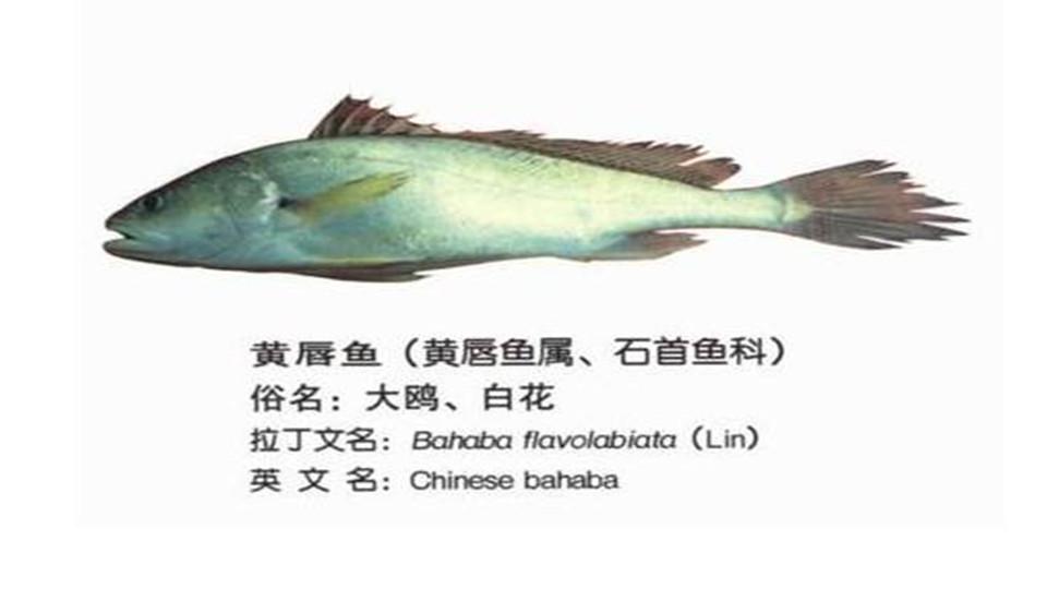 一分钟了解黄唇鱼