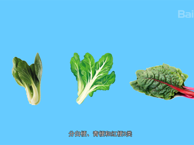 牛皮菜:又叫厚皮菜