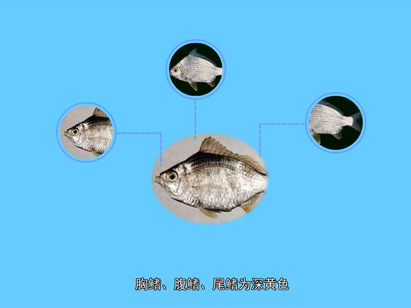 短钻嘴鱼:又称红尾银鲈「2」,俗名碗米仔