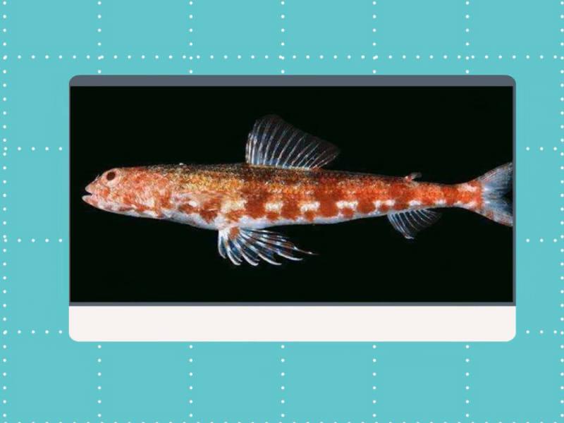 原来双斑狗母鱼长这样